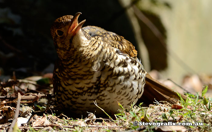 Bassian Thrush