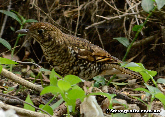 Bassian Thrush