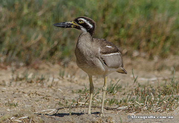 Beach Stone-curlew