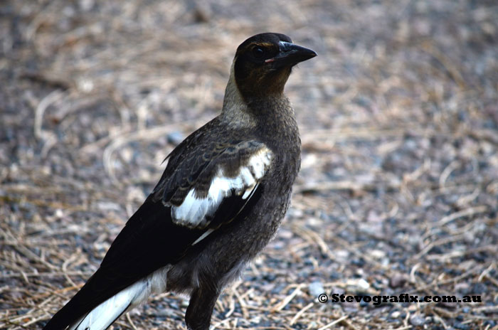 Black-backed magpie fledgling