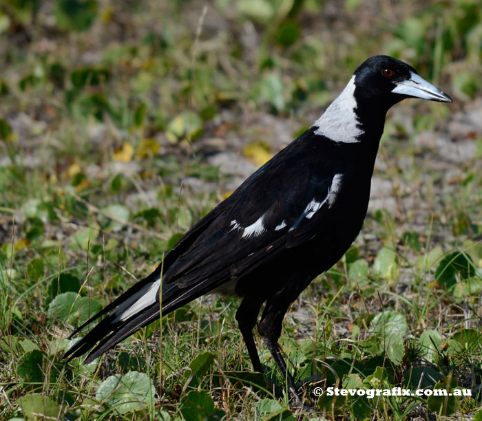 Black-backed Magpie