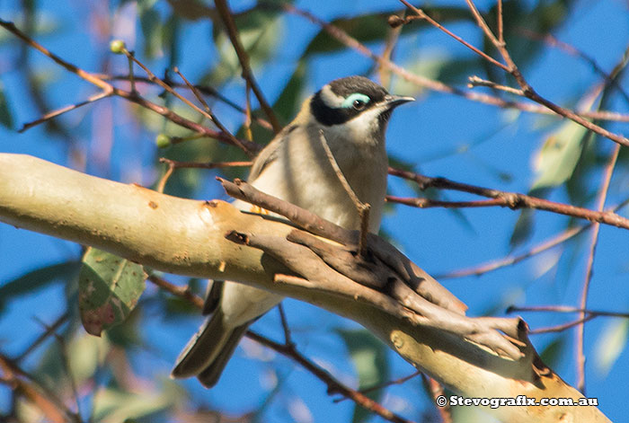 Black-chinned Honeyeater