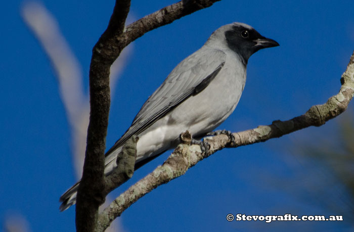 Black-faced cuckoo-shriek