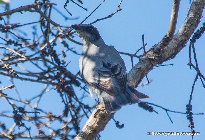 Black-faced Cuckoo-shrike