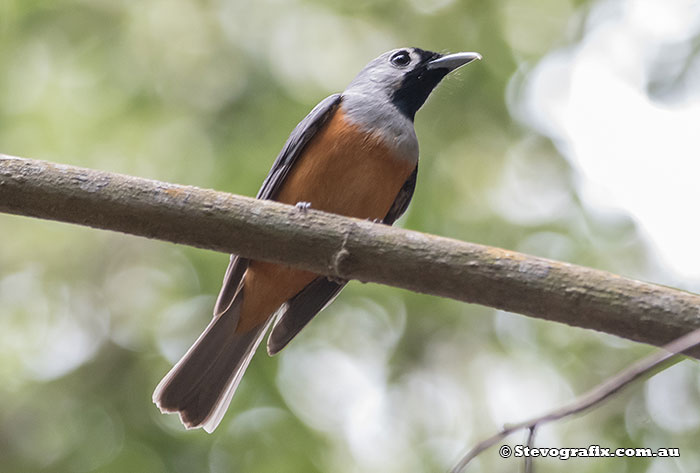 Black-faced Monarch