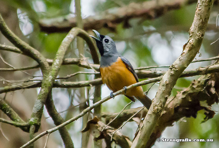 Black-faced Monarch