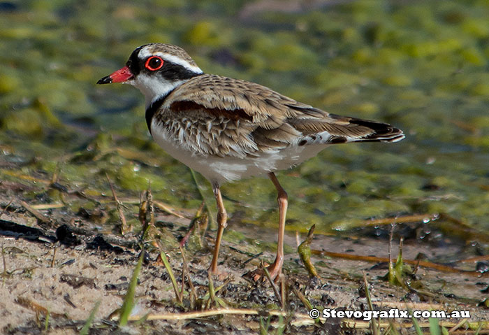 Black-fronted Dotterel