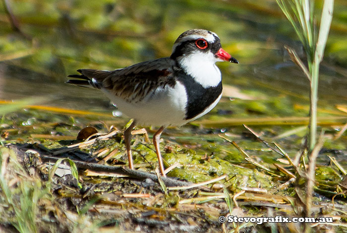 Black-fronted Dotterel