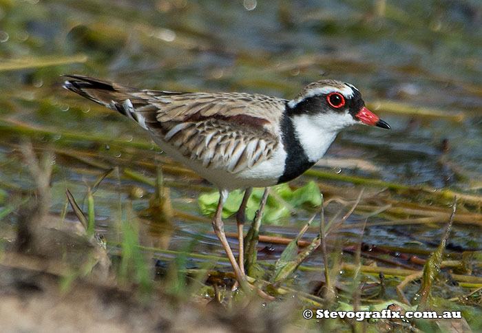 Black-fronted Dotterel