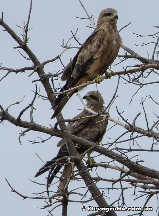 Black Kites in tree