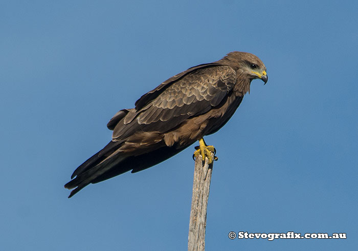 Black Kite