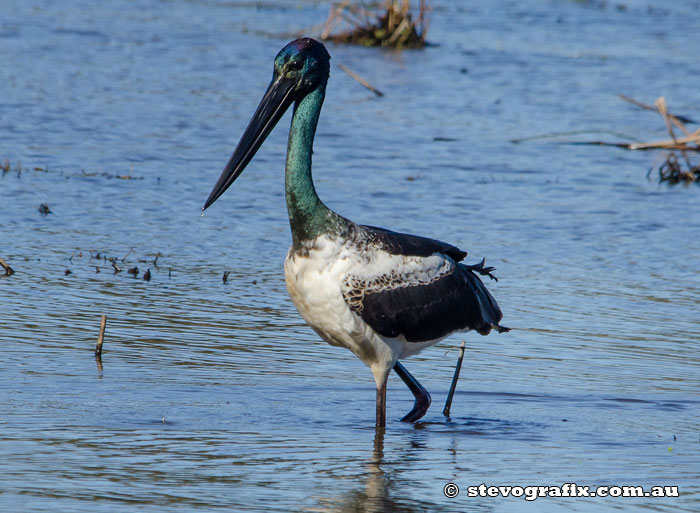 Black-necked Stork