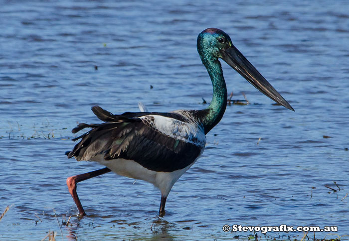 Black-necked Stork