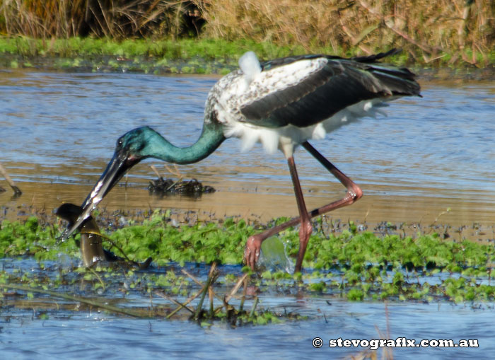 Black-necked Stork