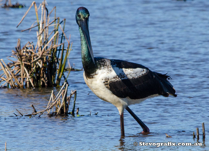 Black-necked Stork