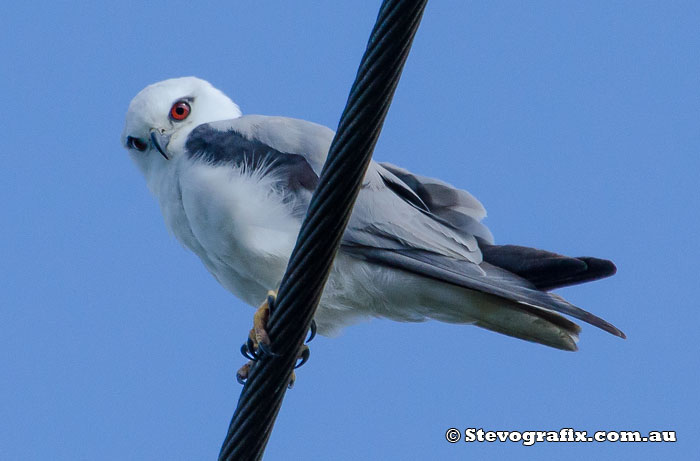 Black-shouldered Kite