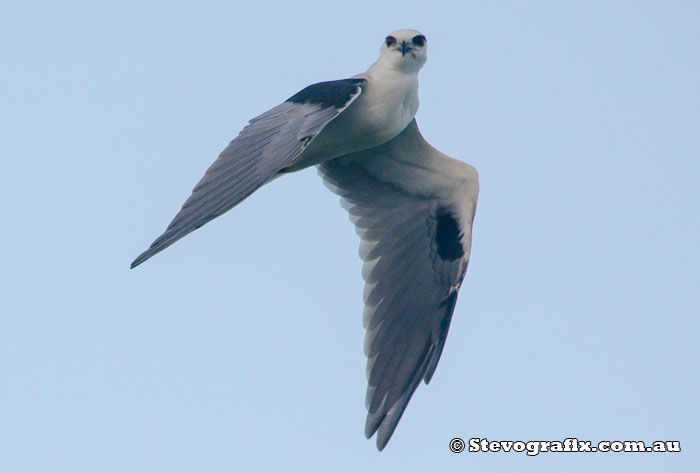 Black-shouldered Kite