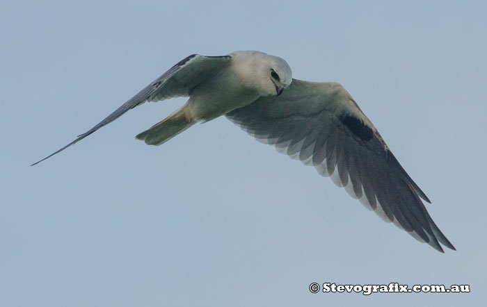 Black-shouldered Kite