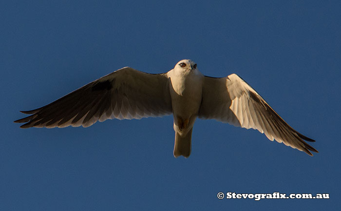 Black-shouldered Kite