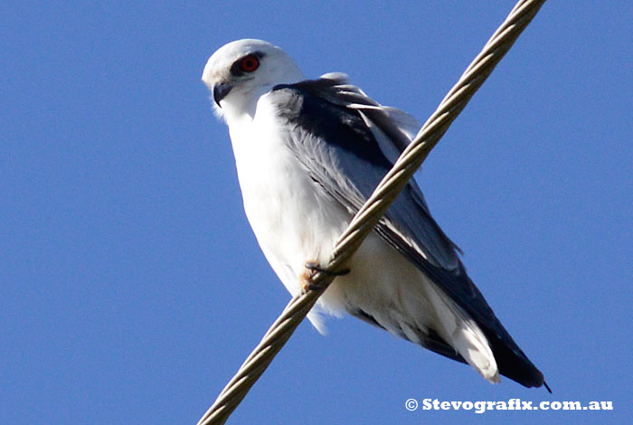 Black-shouldered Kite on Power line