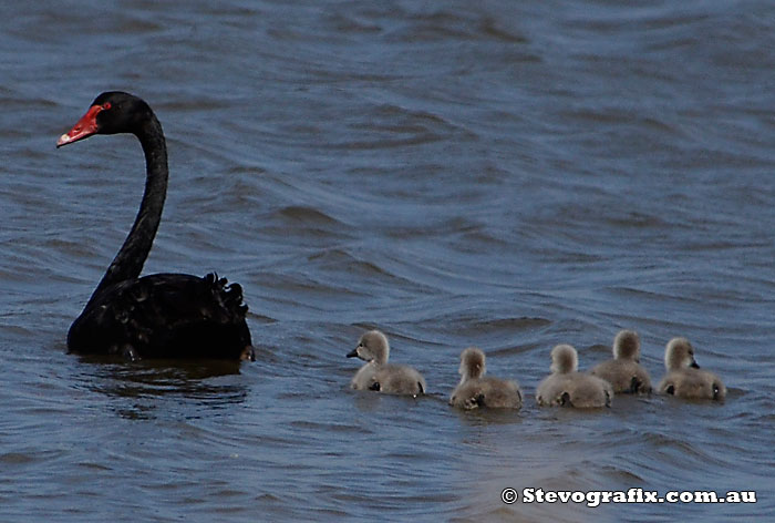 Black Swan and Cygnets