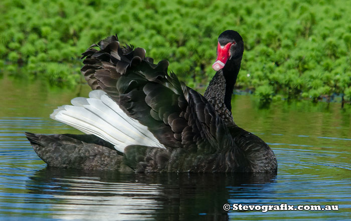 Black Swan