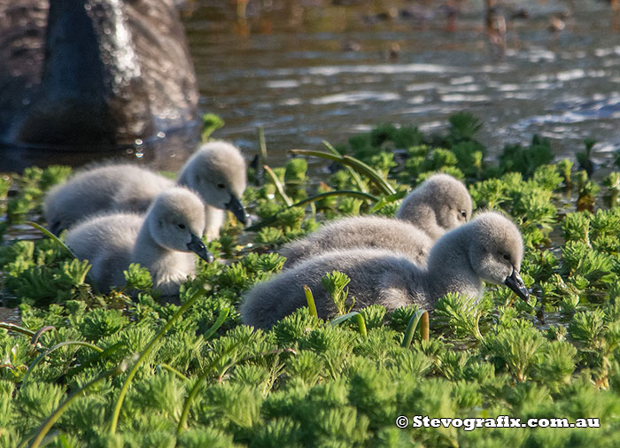 Black Swans cygnets