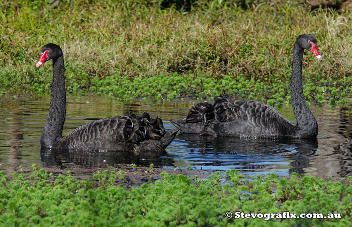 Black Swans