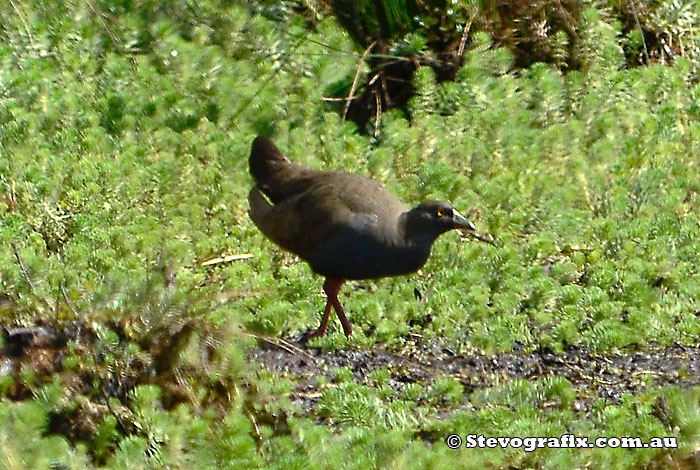 Black-tailed Native-hen