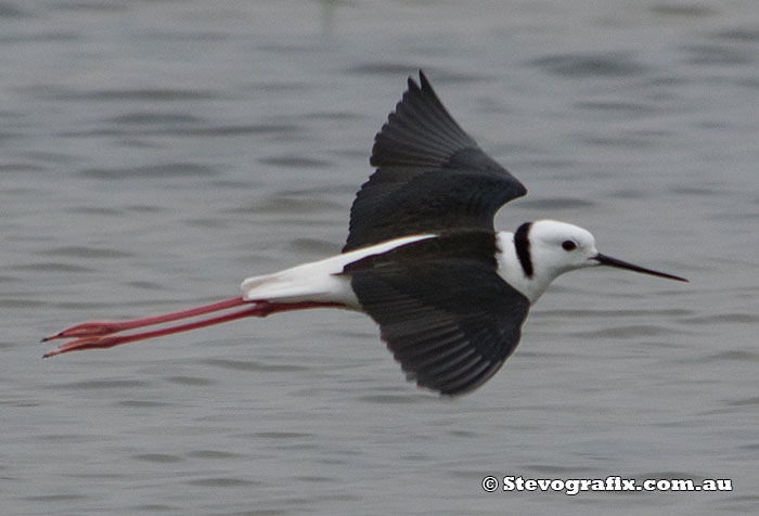 Black-winged Stilt