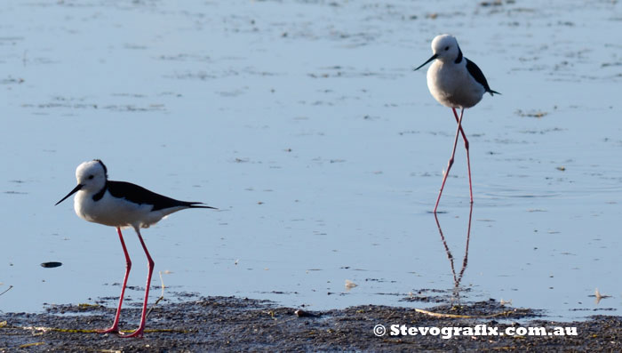 Black-winged Stilts