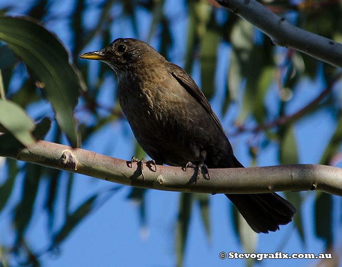 Female Common Blackbird