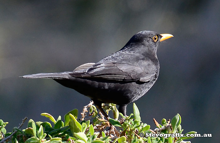 Male Common Blackbird