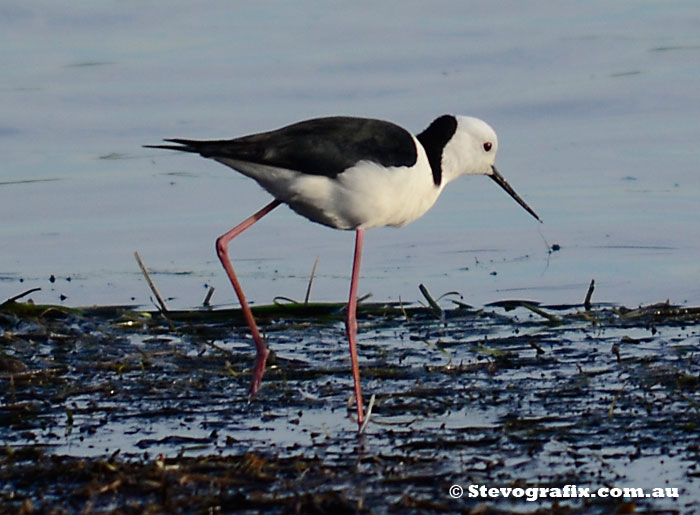 Black-winged Slilt