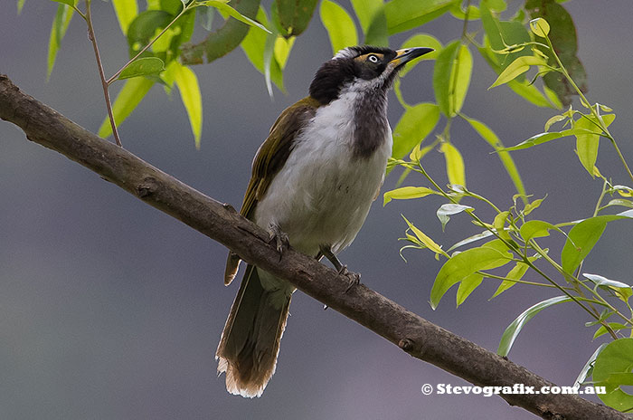 Blue-faced Honeyater