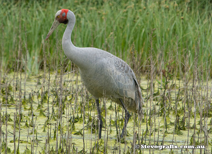 Brolga