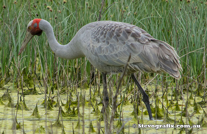 Brolga