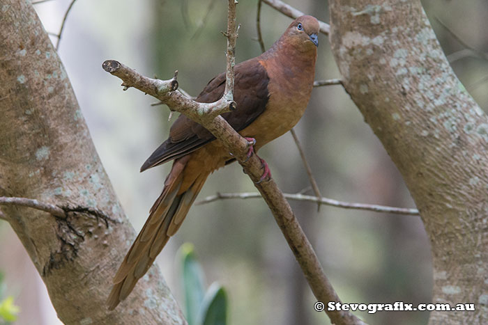 Brown Cuckoo-dove