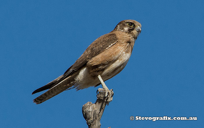 Brown Falcon