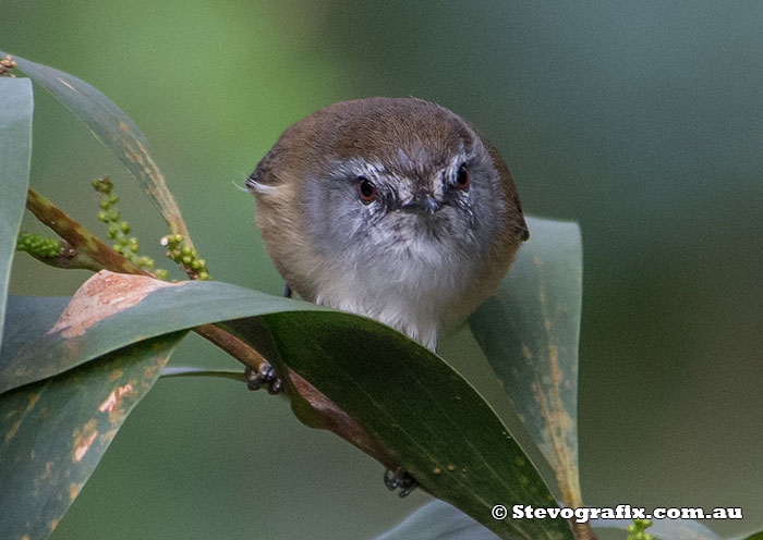 Brown Gerygone