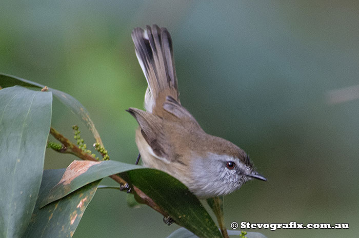 Brown Gerygone