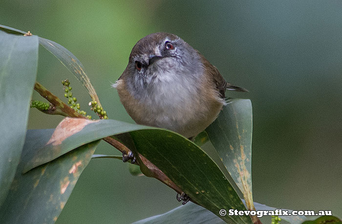 Brown Gerygone