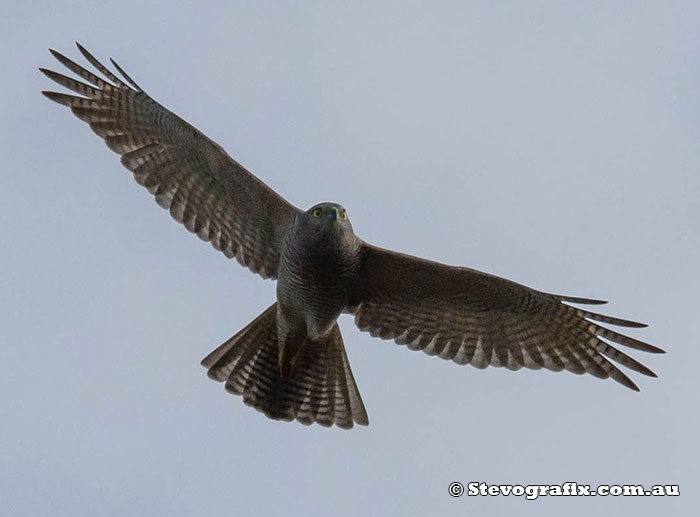 Brown Goshawk