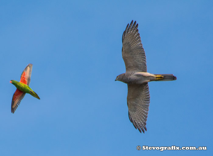 Brown Goshawk