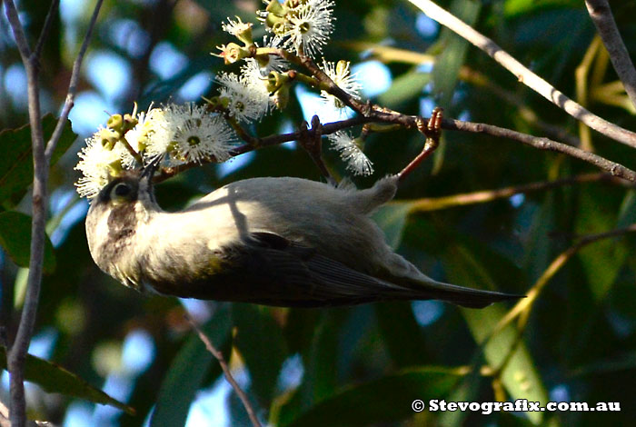 Brown-headed Honeyeater