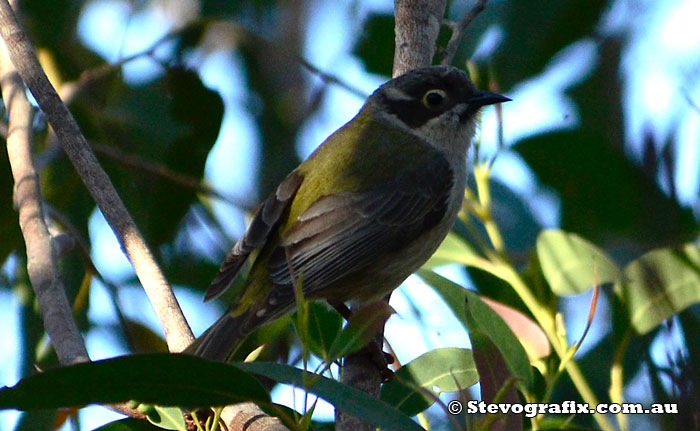 Brown-headed Honeyeater