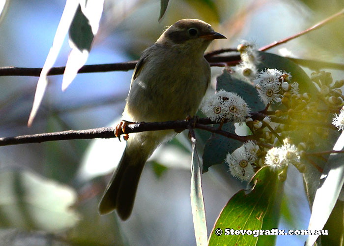 Brown-headed Honeyeater