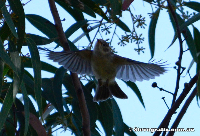 Brown-headed Honeyeater in flight