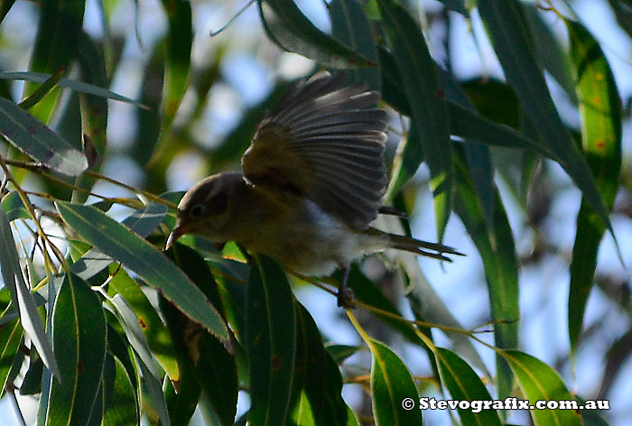 Brown-headed Honeyeater feeding at Bambara Forest, NSW