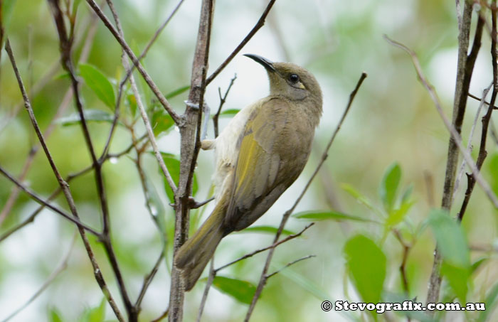 Brown Honeyeater